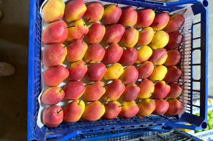 Пропонується груша киргизька преміум якості- фото № 7