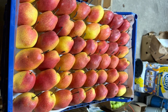 Пропонується груша киргизька преміум якості- фото № 9