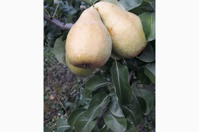Продается груша сорта Ноябрская- фото № 1