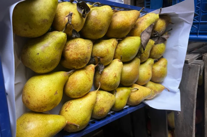 Продается груша сорта Ноябрская- фото № 2