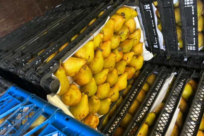 Продается груша сорта Ноябрская- фото № 5