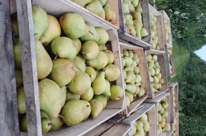 Пропонується груша Нояберська з власного саду- фото № 1