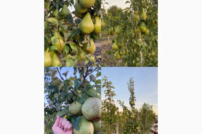 Пропонується груша Нояберська- фото № 1