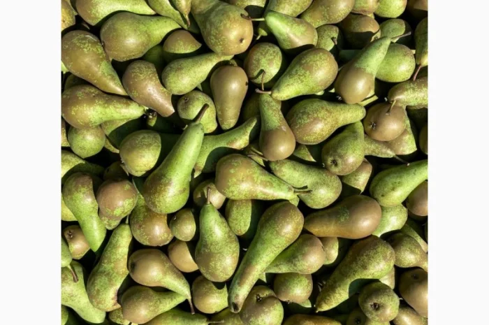 Продается свежая груша сорта «Конференция»- фото № 1