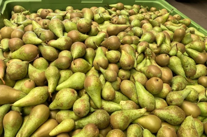 Продается свежая груша сорта «Конференция»- фото № 2