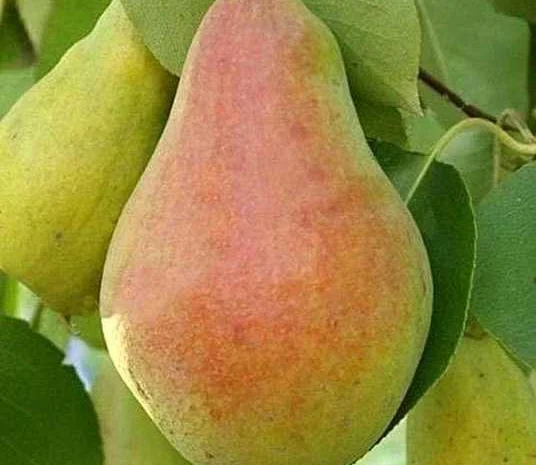 Купуємо груші оптом у Києві- фото № 1