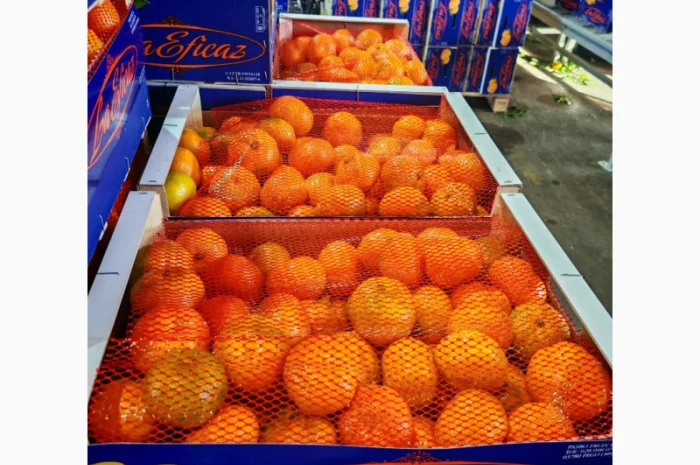 Пропонуємо свіжі мандарини від виробників- фото № 4