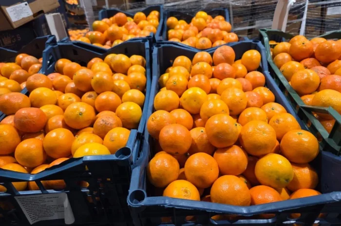 Продается мандарин из Турции- фото № 1