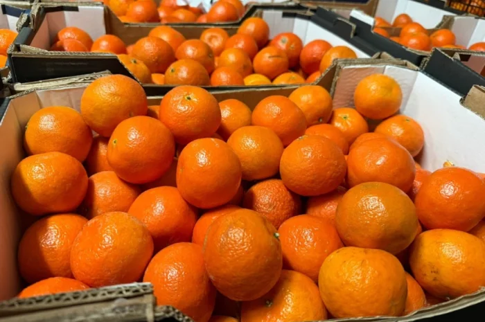 Мандарины из Турции и Италии, сорта Клементин и Сатсума- фото № 1