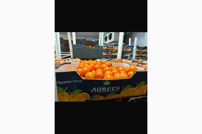 Мандарины из Египта оптом- фото № 1