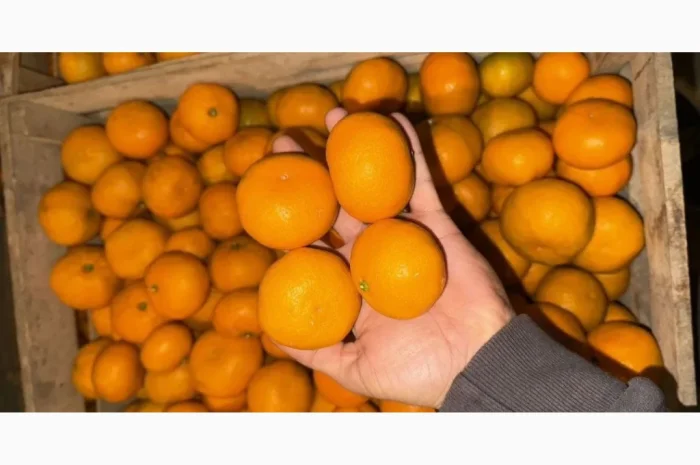 Продаются мандарины оптом- фото № 2