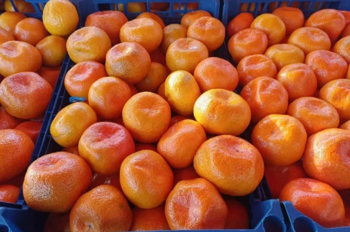 Продаются мандарины оптом- фото № 4