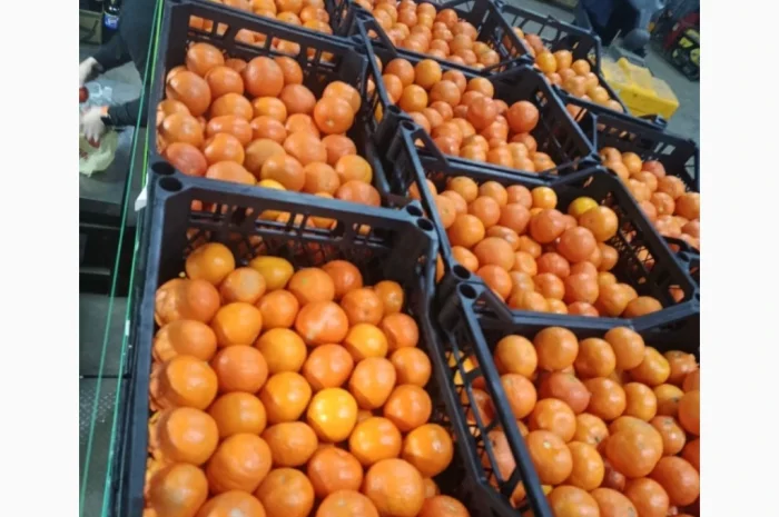 Мандарини сорту Нова у продажу- фото № 1