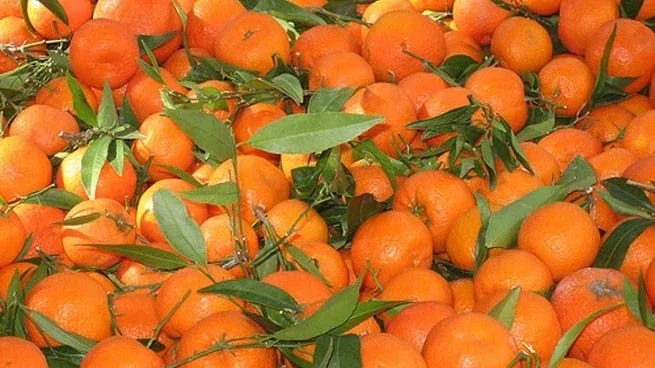 Мандарини оптом по ціні 33 грн за кг з доставкою та самовивозом- фото № 1