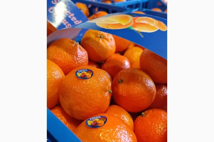 Продаж елітних мандаринів Клементин- фото № 1