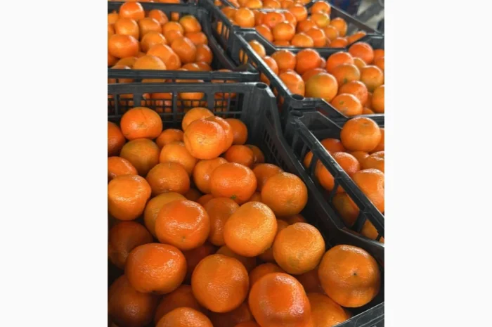 Продаж елітних мандаринів Клементин- фото № 3