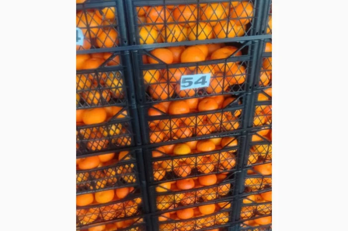 Мандарины из Турции - Прямые поставки- фото № 3