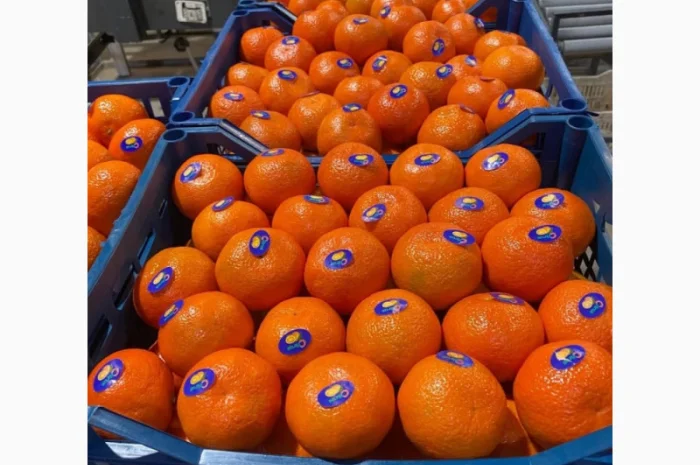 Мандарины из Турции - Прямые поставки- фото № 4