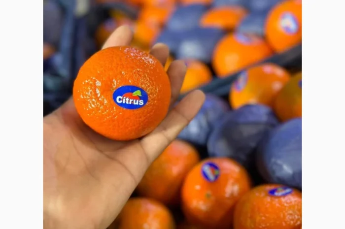 Мандарины из Турции - Прямые поставки- фото № 5