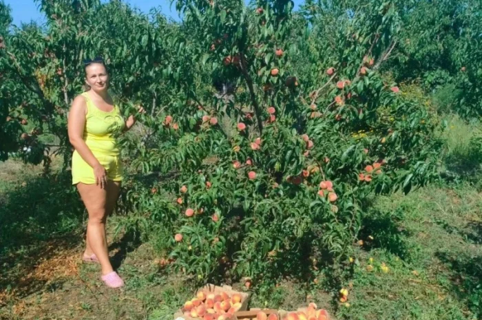 Персики оптом от производителя, крупные и мелкие партии- фото № 1