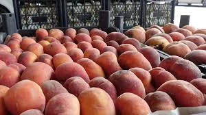 Персик Турция оптом – калибр 20- фото № 1