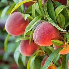 Екологічно чистий персик від виробника - натуральний смак- фото № 1