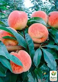 Свежий персик для рынка и переработки - сорта 2025- фото № 1