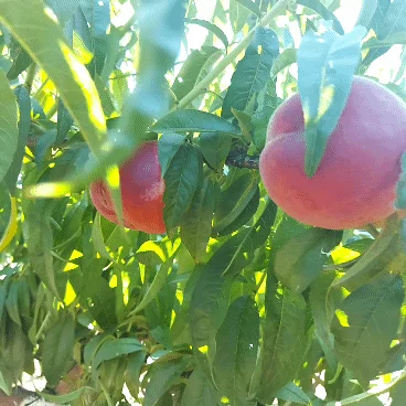 Продается персик сорта Редхейвен в Одессе- фото № 1