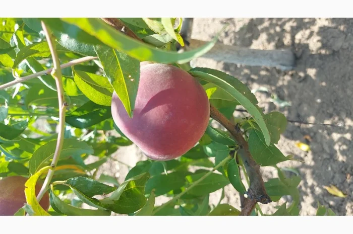 Продается персик сорта Редхейвен в Одессе- фото № 2