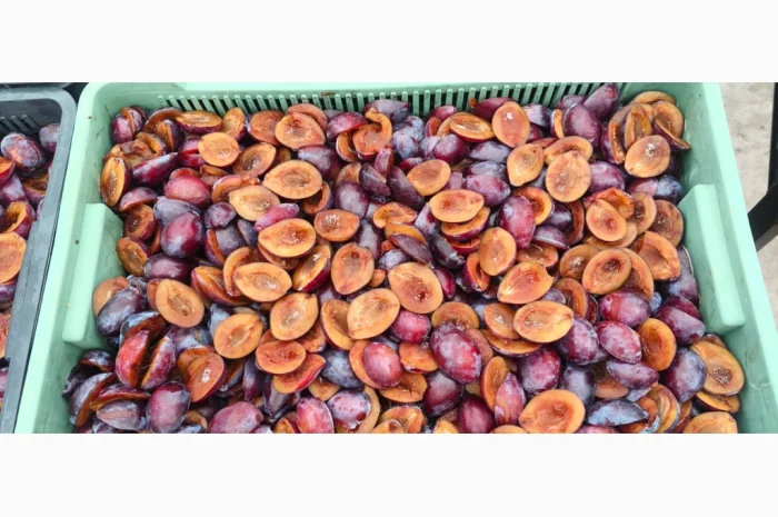 Заморожена слива без кісточки- фото № 4