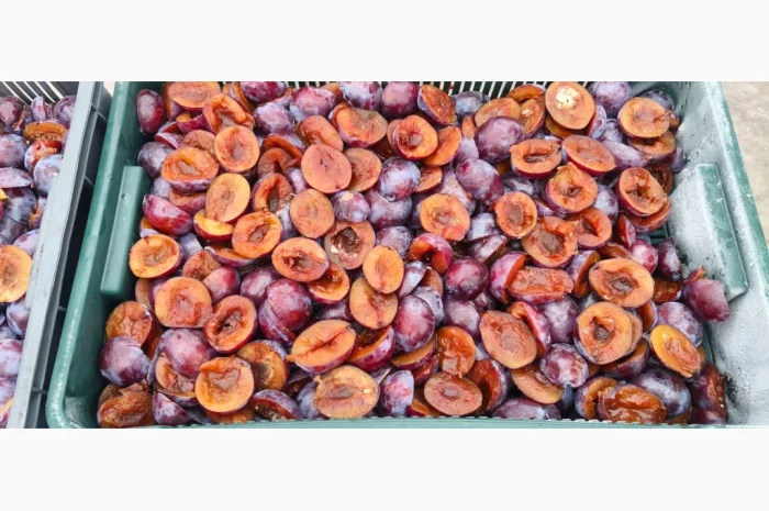 Заморожена слива без кісточки- фото № 5