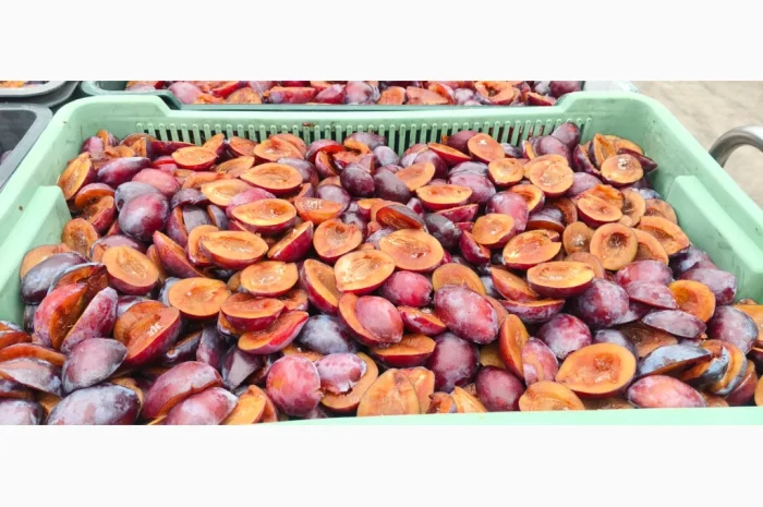 Слива без кісточок на продажу- фото № 1