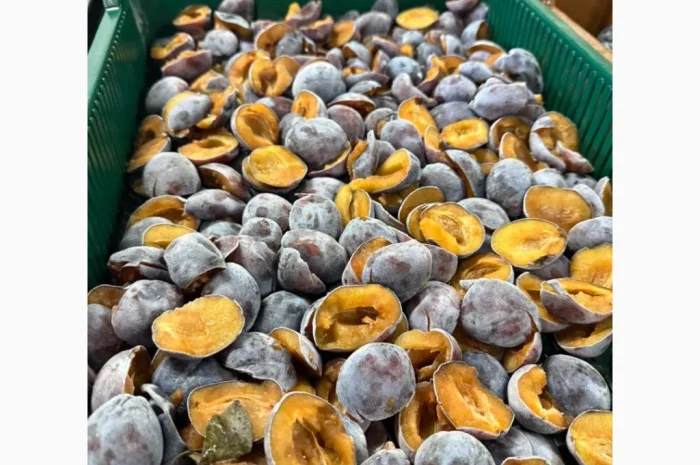 Пропонується сливка сортів Стендей і Президент- фото № 1