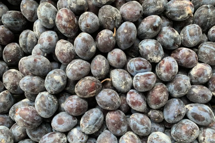 Куплю сливу оптом- фото № 1