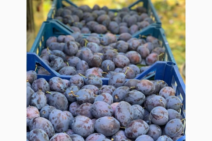 Продается слива Стенлей из холодильника- фото № 1