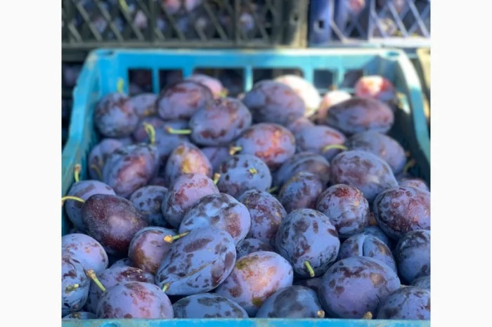 Продается слива Стенлей из холодильника- фото № 2