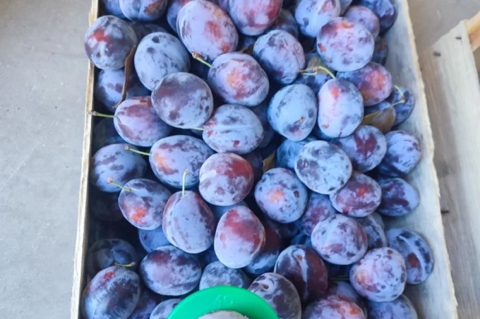 Продается слива Віжен высокого качества- фото № 1