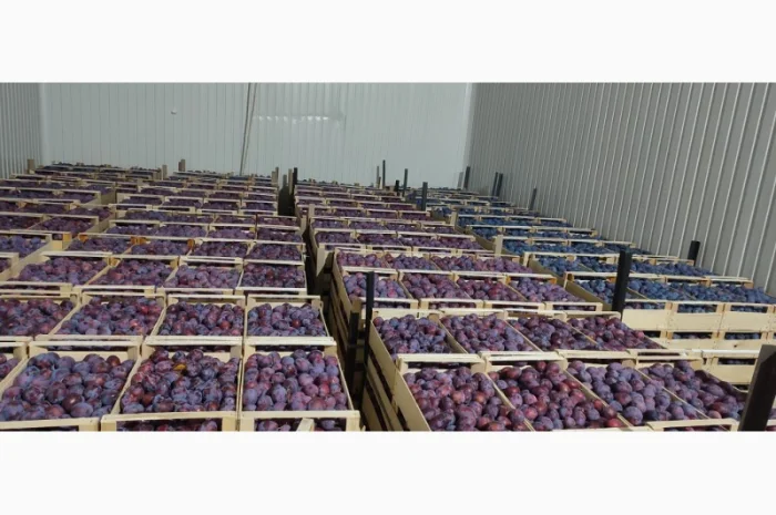 Продается слива Віжен высокого качества- фото № 2