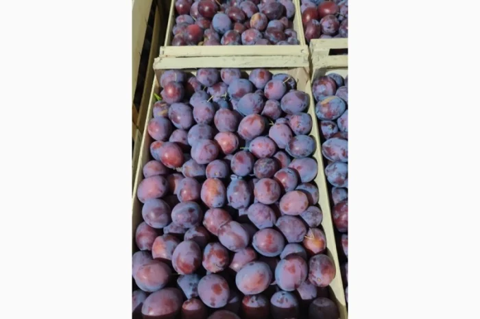 Продается слива Віжен высокого качества- фото № 3