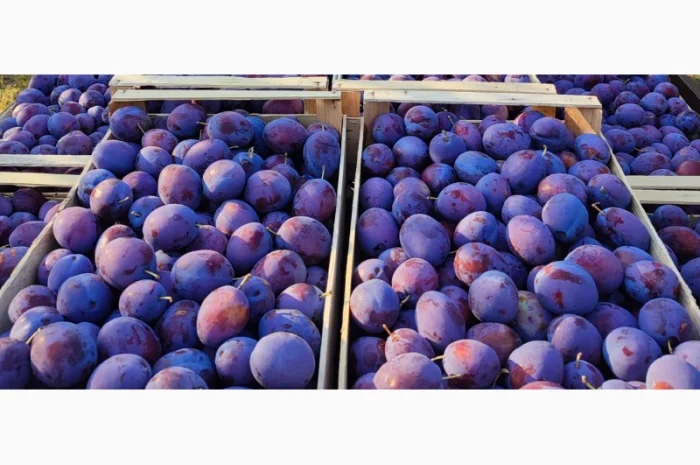 Продается слива Віжен высокого качества- фото № 4