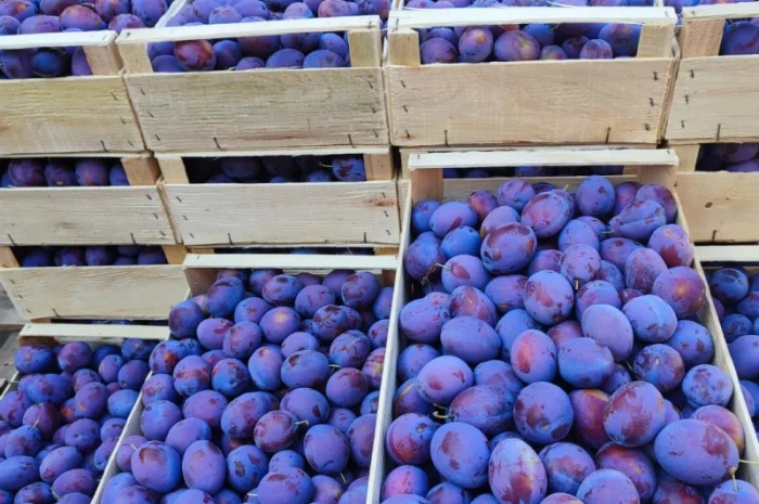 Продается слива Віжен высокого качества- фото № 5