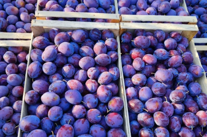 Продается слива Віжен высокого качества- фото № 6