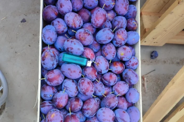 Продается слива Віжен высокого качества- фото № 7