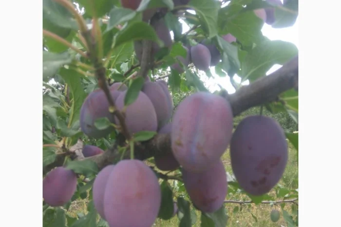 Продаются сливы высшего качества- фото № 1