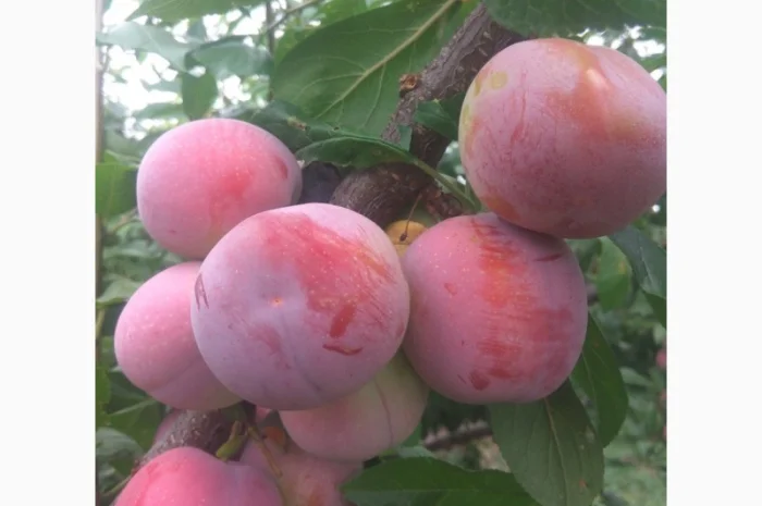 Продаются сливы высшего качества- фото № 2