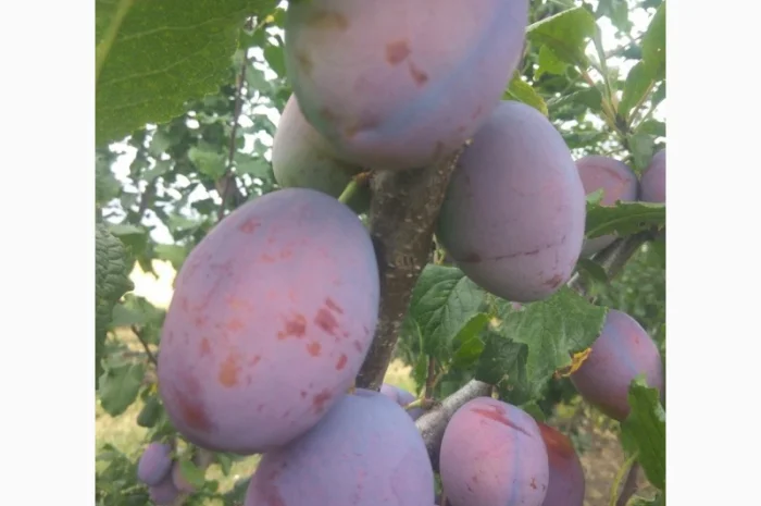 Продаются сливы высшего качества- фото № 3