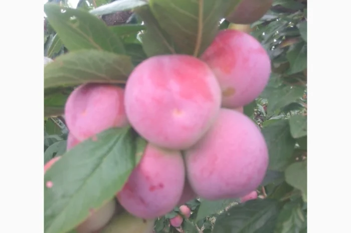 Продаются сливы высшего качества- фото № 4