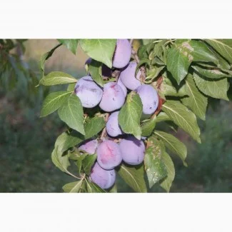 Продается сладкая слива сорта Анна Шпет- фото № 1