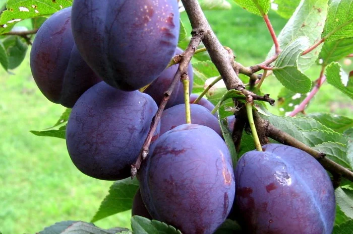 Куплю сливу для сушки оптом- фото № 1