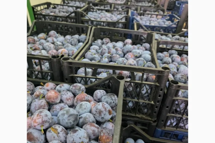 Продается слива сорта Кабардинка оптом от 10 тонн в Черновцах- фото № 1